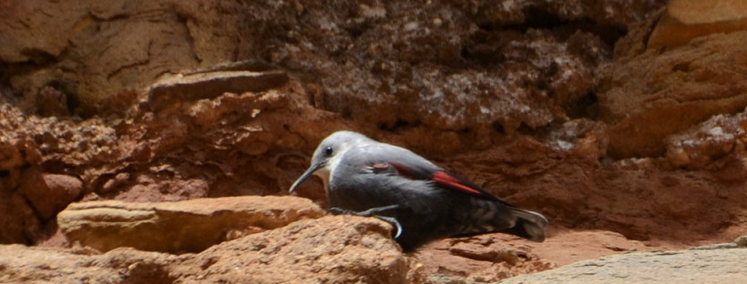 wallcreeper nell zink