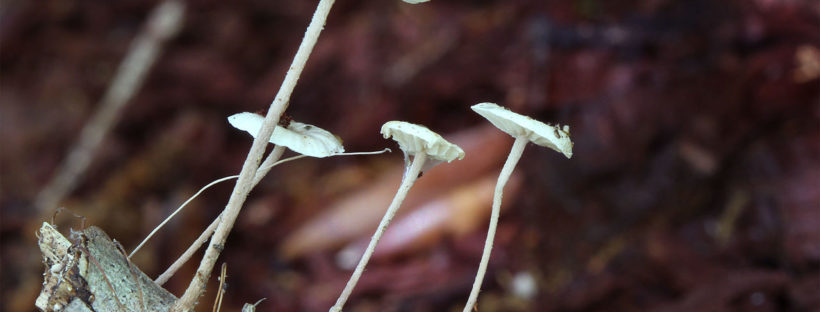 A photograph of the agaric fungus Mycetinis opacus, taken by Christine Braaten in 2013.