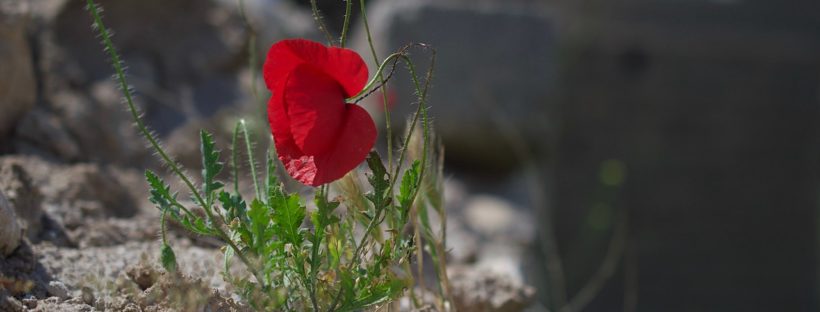 A photograph of a poppy next to the Yezidi Shrine of Khiz Rahman in Baadre, Iraqi Kurdistan, taken by Levi Clancy in 2017.