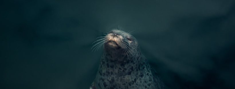 seal sticking its nose above the water surface