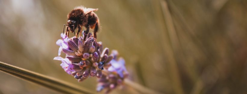 Short Story of the Day #9: "The Cartographer Wasps and the Anarchist Bees" by E. Lily Yu